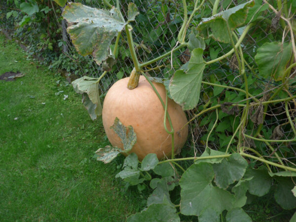 Cucurbita maxima