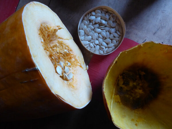 Halfs of a squash and seeds