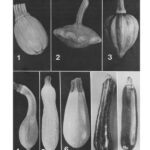 Nine trading classes of squashes