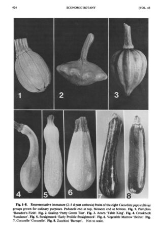 Nine trading classes of squashes