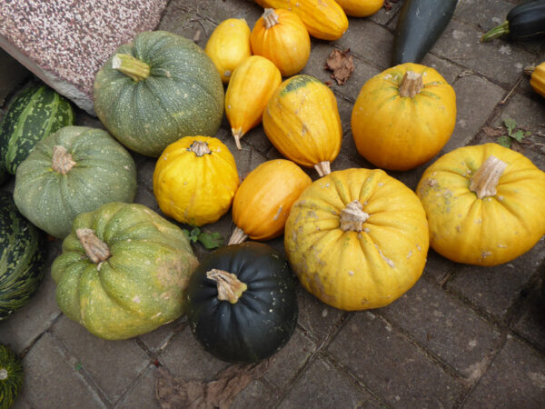 Yellow and green ripe cucurbits