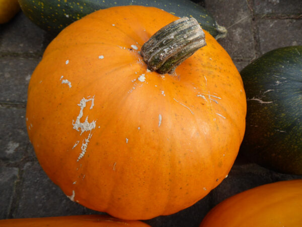 An individual of the species Cucurbita pepo for carving a Jack-o'-Lantern