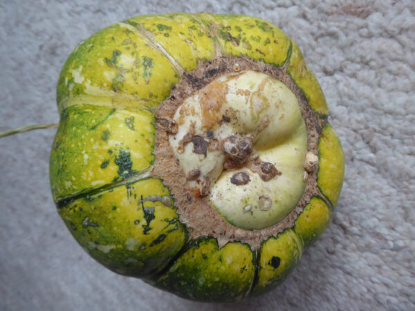 A little pumpkin looking like a Turban squash