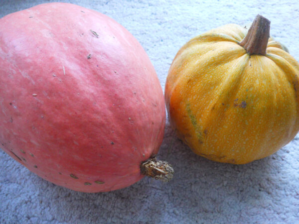 Pumpkin and squash