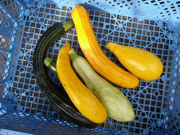 Young cucurbits