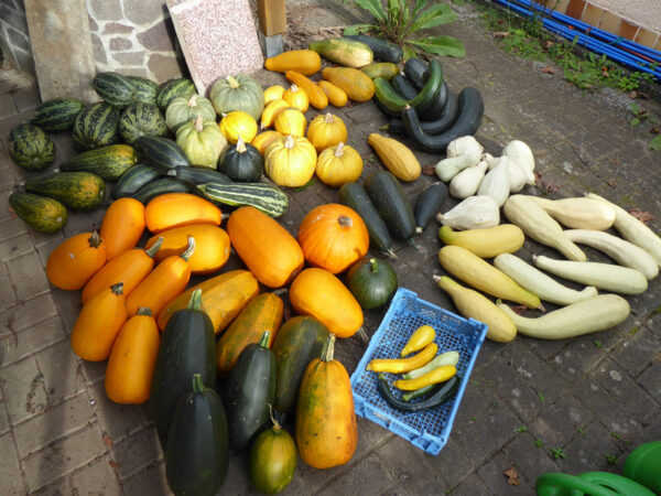 Eine bunte Schar an ausgewachsenen Gartenkürbissen