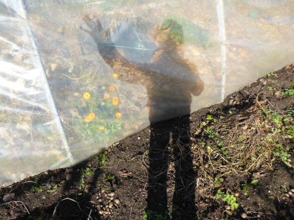 Mein Schatten vorm Folientunnel