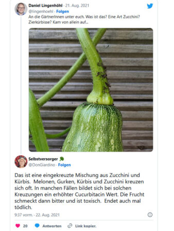 Screenshot Twitter-Meinung von Don Gardino: 'Melonen, Gurken, Kürbis und Zucchini kreuzen sich oft. In manchen Fällen bildet sich bei solchen Kreuzungen ein erhöhter Cucurbitacin Wert.'