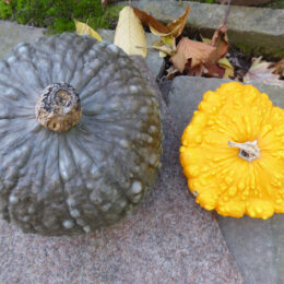 Cucurbita maxima (Marina di Chioggia) und Cucurbita pepo (gelber, warziger Patisson)