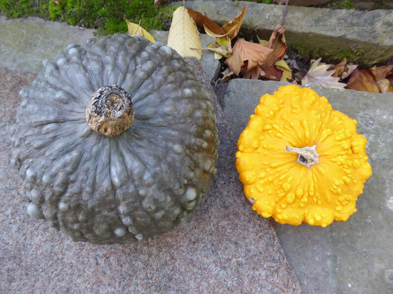 Cucurbita maxima (Marina di Chioggia) und Cucurbita pepo (gelber, warziger Patisson)