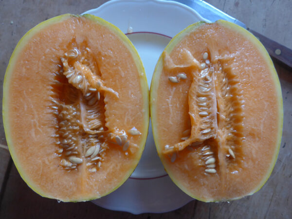 Halbierte Melone mit orangem Fruchtfleisch