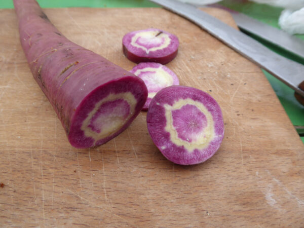 Angeschnittene, violette Möhre/Karotte