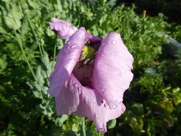 Mohnblüte mit Tau- oder Regentropfen