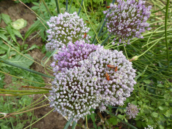 Porree- oder Lauchblüten mit Befruchterinsekten