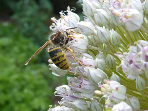 Wespe auf Porreeblüte