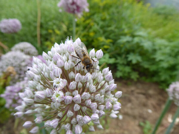 Honigbiene auf Porreeblüte