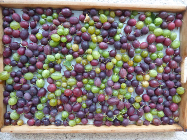 Vielfältige Stachelbeeren