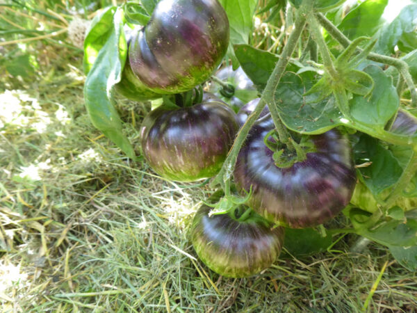 Schwarze Tomaten am Strauch