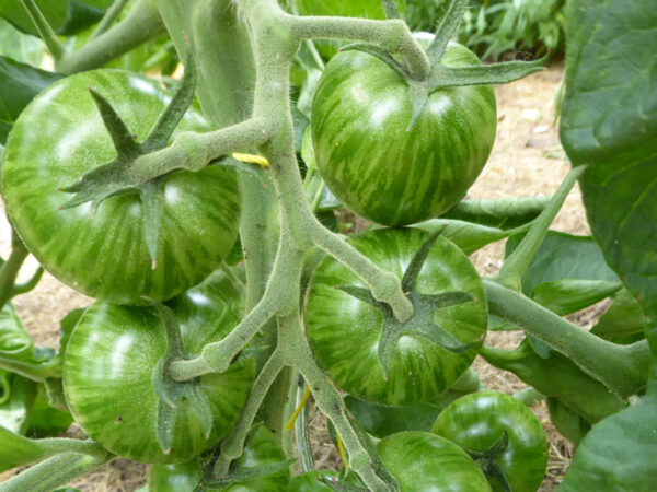 Gestreifte Tomaten in unreifem Zustand am Strauch