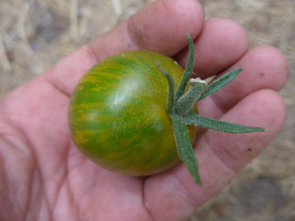 Grün-gelb gestreifte Tomate in einer Hand