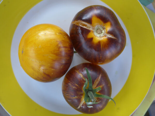 Gelbe Tomate mit schwarzen Schultern 'Stripe of Yore'