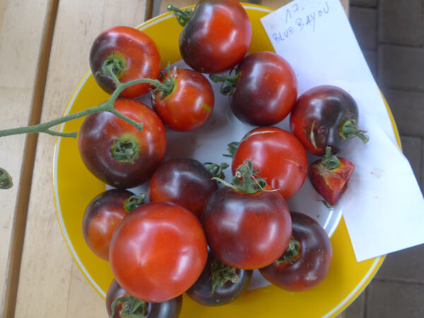 Rote Tomaten mit schwarzen Schultern