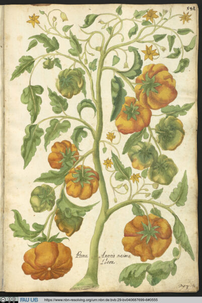 Dunkelgelbe Tomaten bei Georg Oellinger und Samuel Quichelberg, 1553