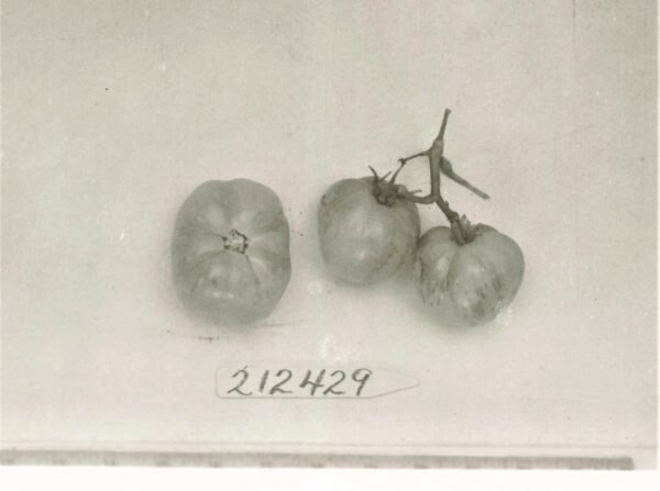 Schwarz-weiß Foto der gestreiften Tomate aus der Genbank der USA