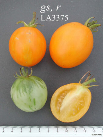 Bildbeispiel für eine Tomate mit Streifen aus dem Tomato Genetics Resource Center (TGRC)