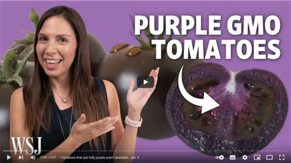 Screenshot of Youtube-Video promoting purple tomato