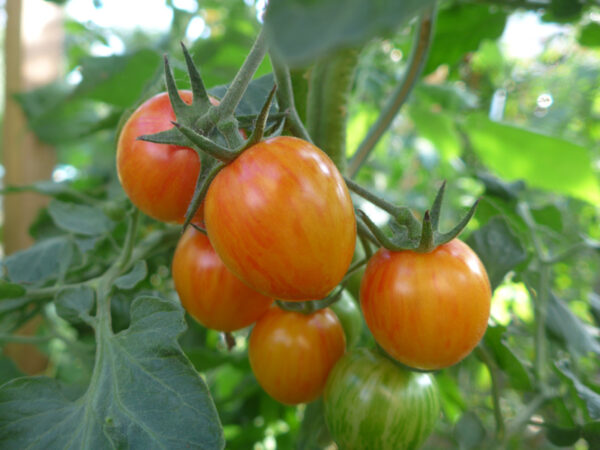 Früchte der Tomatensorte Sunrise Bumblebee
