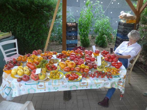 Mit verschiedensten Tomatensorten reich gedeckter Tisch