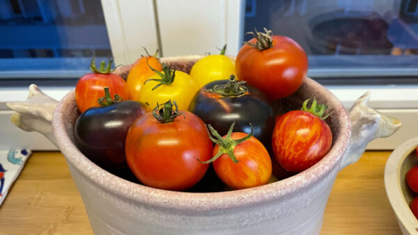 Bunte Tomatenvielfalt