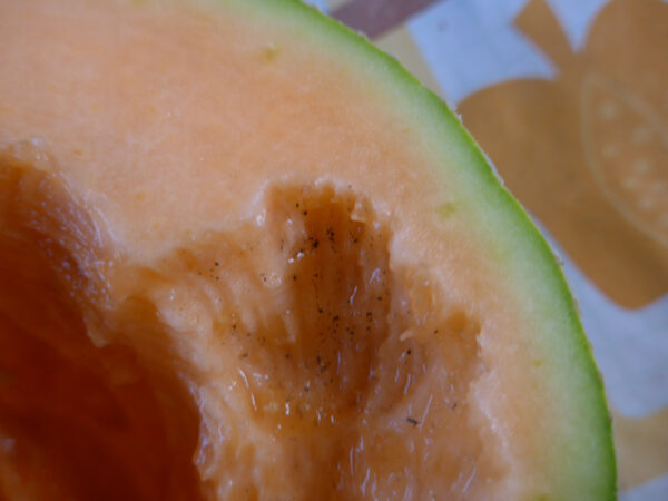Melone mit Spuren von Rattenbissen