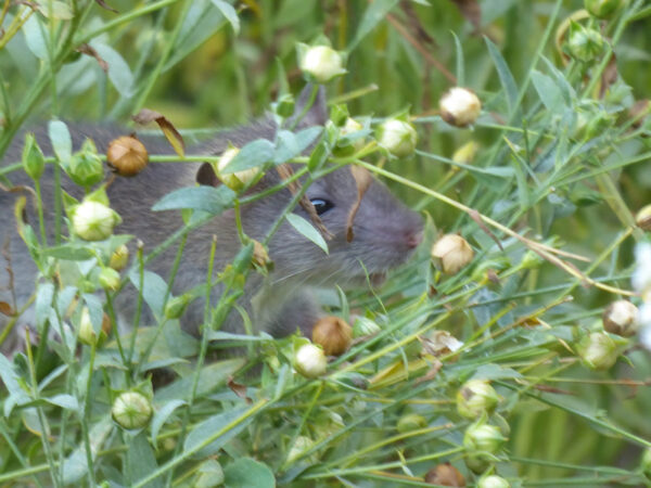 Junge Ratte in Leinpflanzen kletternd