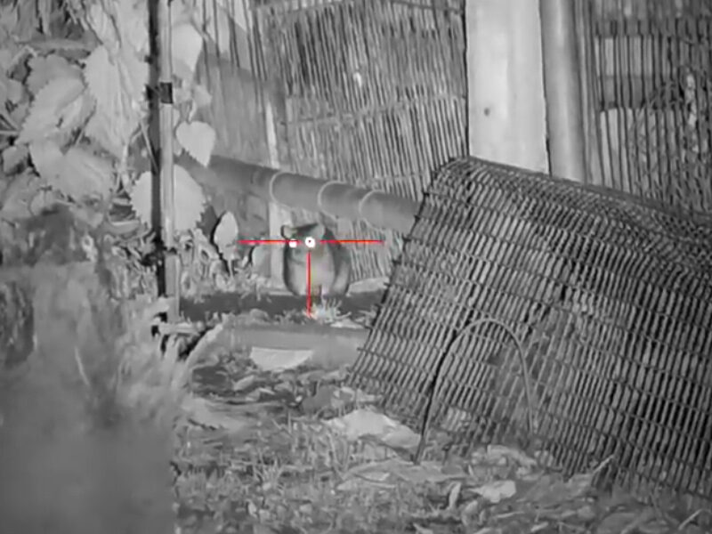 Ratte im Fadenkreuz eines Luftgewehrschützen mit Nachtsichtgerät
