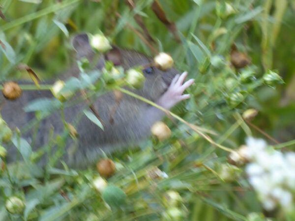 Junge Ratte klettert in Leinpflanzen und greift nach Samenkapsel