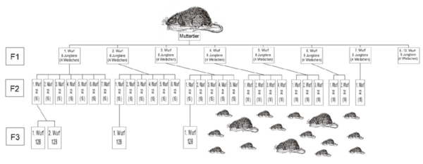 Schaubild über die Vermehrung einer Ratte im Laufe eines Jahres