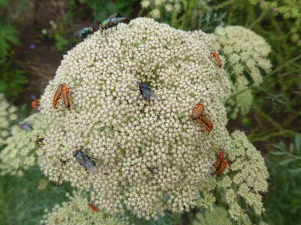 Männlich sterile Möhrenblüte mit zahklreichen Käfern und Fliegen