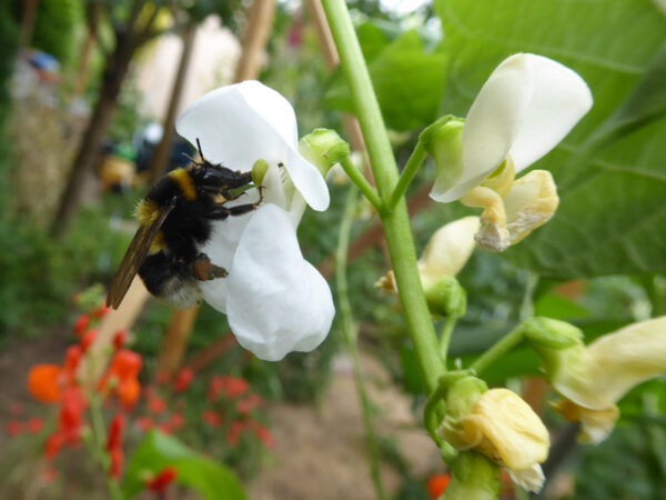 Hummel an weißer Feuerbohnenblüte