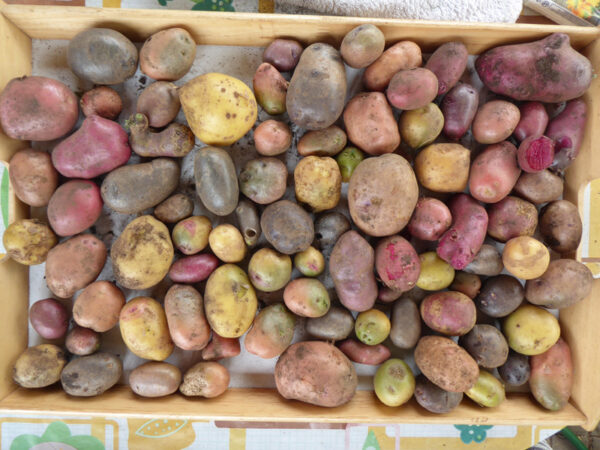 Tablett mit verschiedenen Kartoffelsorten mit roten, blauen und gelben Schalen