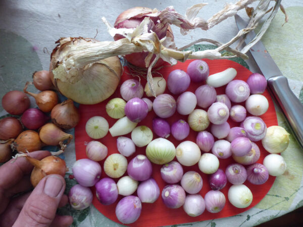 Geschälte, bunte Zwiebeln