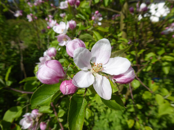 Blüten eines Apfelbaumsämlings