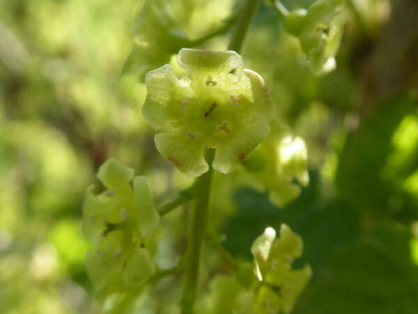 Hellgrün-gelbe Blüten einer Johannisbeere