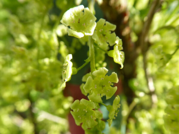 Hellgrün-gelbe Johannisbeerblüten