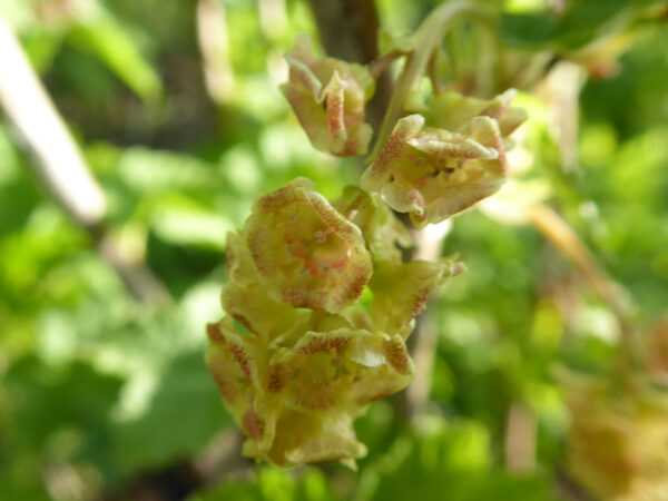 Rötlich überhauchte Blüten einer Roten Johannisbeere