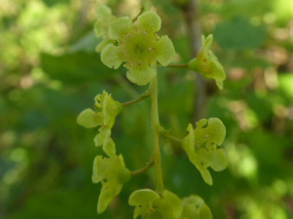 Blüten einer weißen Johannisbeere