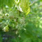 Blüten einer Schwarzen Johannisbeere, nahezu grünlich, ohne die gewöhnlichen roten Blütenblätter