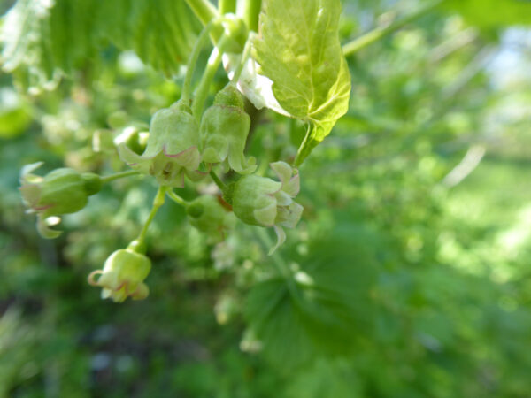 Blüten einer Schwarzen Johannisbeere, nahezu grünlich, ohne die gewöhnlichen roten Blütenblätter