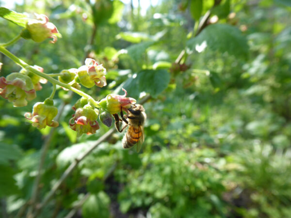 Biene auf Blüten einer Schwarzen Johannisbeere